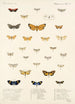 Insecta Lepidoptera Heterocera Pl 013 - Frederick DuCane Godman — visning af kunstværket