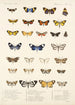 Insecta Lepidoptera Heterocera Pl 014 - Frederick DuCane Godman — visning af kunstværket