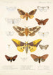 Insecta Lepidoptera Heterocera Pl 015 - Frederick DuCane Godman — visning af kunstværket
