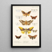 Insecta Lepidoptera Heterocera Pl 015 - Frederick DuCane Godman — indrammet kunstværk på væggen