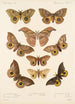 Insecta Lepidoptera Heterocera Pl 017 - Frederick DuCane Godman — visning af kunstværket