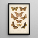 Insecta Lepidoptera Heterocera Pl 017 - Frederick DuCane Godman — indrammet kunstværk på væggen