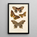 Insecta Lepidoptera Heterocera Pl 018 - Frederick DuCane Godman — indrammet kunstværk på væggen