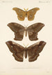 Insecta Lepidoptera Heterocera Pl 019 - Frederick DuCane Godman — visning af kunstværket