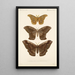 Insecta Lepidoptera Heterocera Pl 019 - Frederick DuCane Godman — indrammet kunstværk på væggen