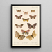 Insecta Lepidoptera Heterocera Pl 020 - Frederick DuCane Godman — indrammet kunstværk på væggen
