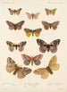 Insecta Lepidoptera Heterocera Pl 020 - Frederick DuCane Godman — visning af kunstværket