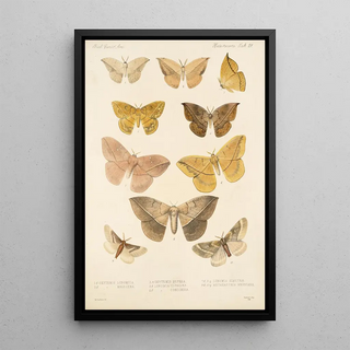 Frederick DuCane Godman - Insecta LepidopteraHeterocera Pl 021.webp