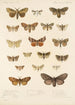 Insecta Lepidoptera Heterocera Pl 022 - Frederick DuCane Godman — visning af kunstværket