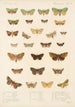 Insecta Lepidoptera Heterocera Pl 023 - Frederick DuCane Godman — visning af kunstværket