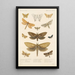 Insecta Lepidoptera Heterocera Pl 024 - Frederick DuCane Godman — indrammet kunstværk på væggen