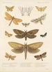 Insecta Lepidoptera Heterocera Pl 024 - Frederick DuCane Godman — visning af kunstværket