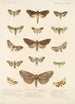 Insecta Lepidoptera Heterocera Pl 025 - Frederick DuCane Godman — visning af kunstværket