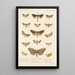 Insecta Lepidoptera Heterocera Pl 025 - Frederick DuCane Godman — indrammet kunstværk på væggen