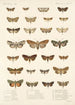 Insecta Lepidoptera Heterocera Pl 027 - Frederick DuCane Godman — visning af kunstværket