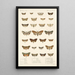 Insecta Lepidoptera Heterocera Pl 027 - Frederick DuCane Godman — indrammet kunstværk på væggen