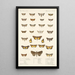 Insecta Lepidoptera Heterocera Pl 030 - Frederick DuCane Godman — indrammet kunstværk på væggen