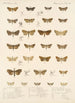 Insecta Lepidoptera Heterocera Pl 040 - Frederick DuCane Godman — visning af kunstværket