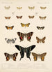 Insecta Lepidoptera Heterocera Pl 041 - Frederick DuCane Godman — visning af kunstværket