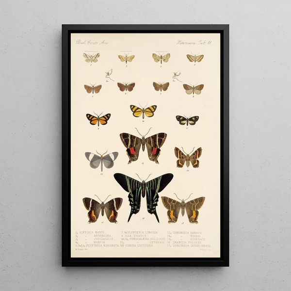 Frederick DuCane Godman - Insecta LepidopteraHeterocera Pl 041.webp
