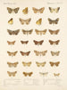 Insekter Lepidoptera Heterocera Pl 047 - Frederick Du Cane Godman — visning af kunstværket