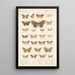 Insecta Lepidoptera Heterocera Pl 048 - Frederick DuCane Godman — indrammet kunstværk på væggen