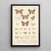 Insecta Lepidoptera Heterocera Pl 049 - Frederick DuCane Godman — indrammet kunstværk på væggen