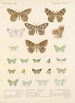 Insecta Lepidoptera Heterocera Pl 049 - Frederick DuCane Godman — visning af kunstværket