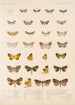 Insecta Lepidoptera Heterocera Pl 055 - Frederick DuCane Godman — visning af kunstværket