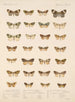 Insekter Lepidoptera Heterocera Pl 056 - Frederick Du Cane Godman — visning af kunstværket
