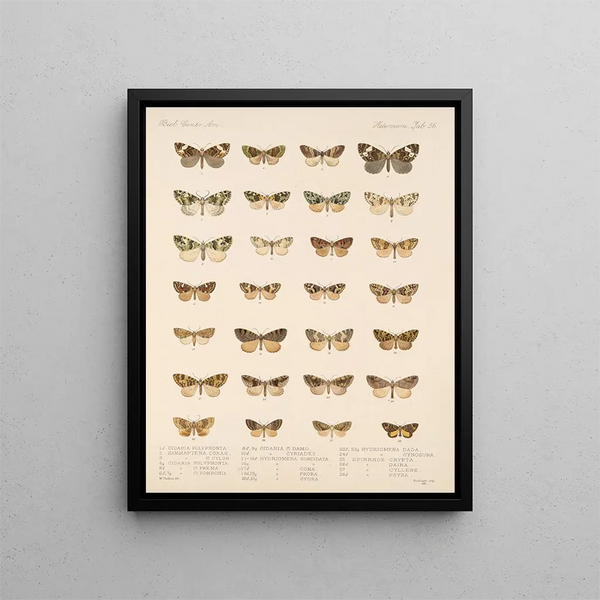 Frederick DuCane Godman - Insecta LepidopteraHeterocera Pl 056.webp