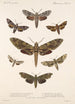 Insecta Lepidoptera Heterocera Pl 065 - Frederick DuCane Godman — visning af kunstværket