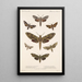 Insecta Lepidoptera Heterocera Pl 065 - Frederick DuCane Godman — indrammet kunstværk på væggen