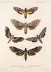 Insecta Lepidoptera Heterocera Pl 067 - Frederick DuCane Godman — visning af kunstværket