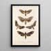 Insecta Lepidoptera Heterocera Pl 067 - Frederick DuCane Godman — indrammet kunstværk på væggen