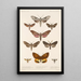 Insecta Lepidoptera Heterocera Pl 068 - Frederick DuCane Godman — indrammet kunstværk på væggen