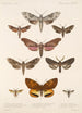 Insecta Lepidoptera Heterocera Pl 068 - Frederick DuCane Godman — visning af kunstværket