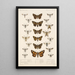 Insecta Lepidoptera Heterocera Pl 069 - Frederick DuCane Godman — indrammet kunstværk på væggen