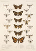 Insecta Lepidoptera Heterocera Pl 069 - Frederick DuCane Godman — visning af kunstværket