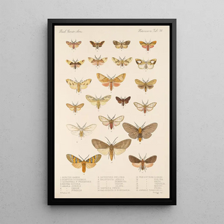 Frederick DuCane Godman - Insecta LepidopteraHeterocera Pl 074.webp