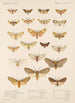 Insecta Lepidoptera Heterocera Pl 074 - Frederick DuCane Godman — visning af kunstværket