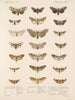 Insekter Lepidoptera Heterocera Pl 075 - Frederick Du Cane Godman — visning af kunstværket
