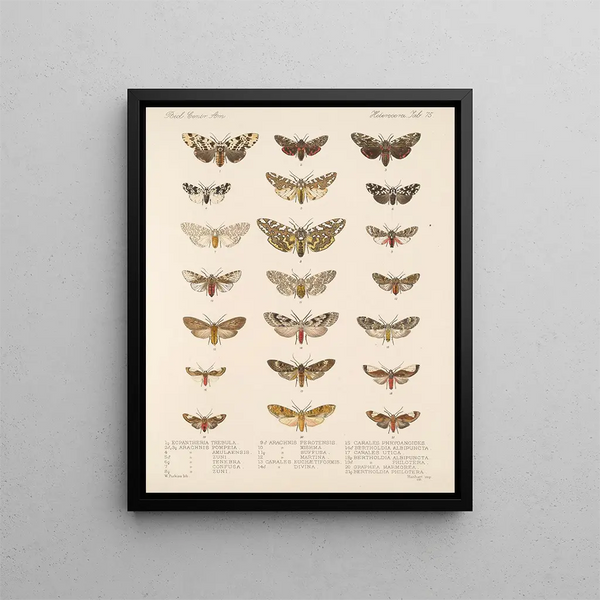 Frederick DuCane Godman - Insecta LepidopteraHeterocera Pl 075.webp