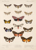 Insecta Lepidoptera Heterocera Pl 076 - Frederick DuCane Godman — visning af kunstværket