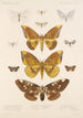 Insecta Lepidoptera Heterocera Pl 079 - Frederick DuCane Godman — visning af kunstværket