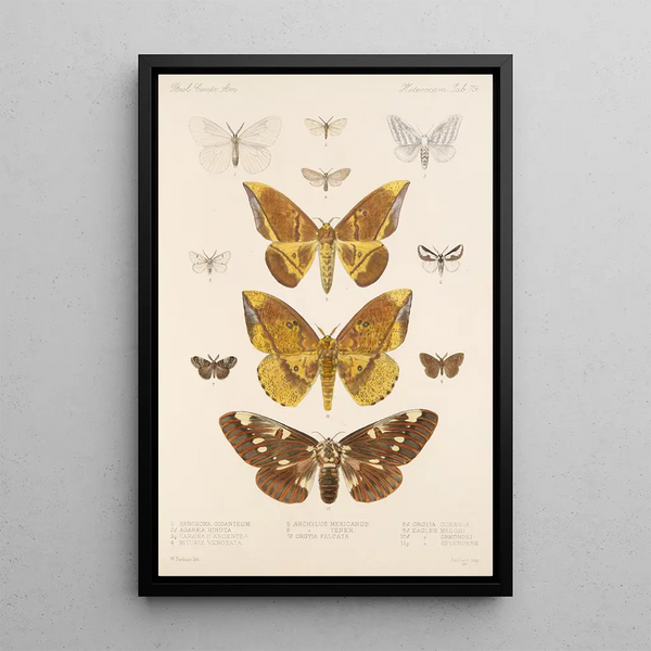 Frederick DuCane Godman - Insecta LepidopteraHeterocera Pl 079.webp