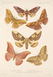 Insecta Lepidoptera Heterocera Pl 080 - Frederick DuCane Godman — visning af kunstværket