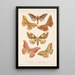 Insecta Lepidoptera Heterocera Pl 080 - Frederick DuCane Godman — indrammet kunstværk på væggen