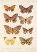Insecta Lepidoptera Heterocera Pl 081 - Frederick DuCane Godman — visning af kunstværket