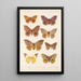 Insecta Lepidoptera Heterocera Pl 081 - Frederick DuCane Godman — indrammet kunstværk på væggen